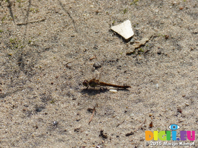 FZ020415 Common darter (Sympetrum striolatum)